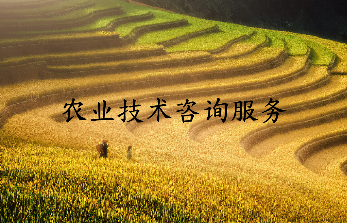 农业技术咨询服务